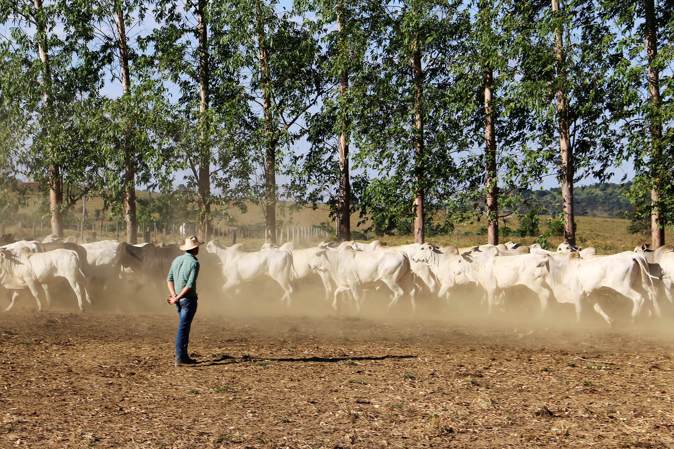 Foto de pecuarista em pé no campo olhando a boiada