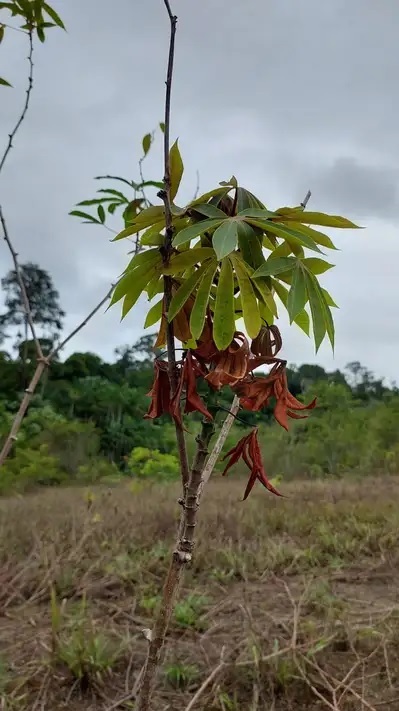 Planta com sintomas de infestação