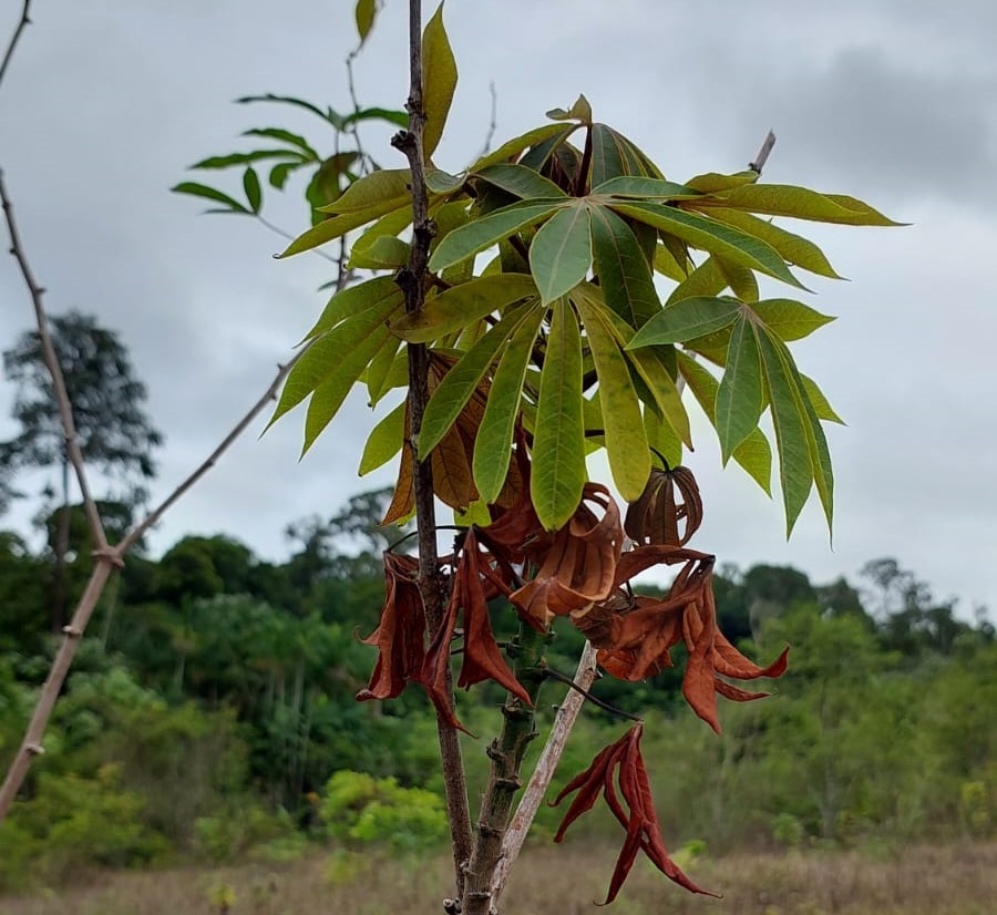 planta de mandioca com vassoura de bruxa