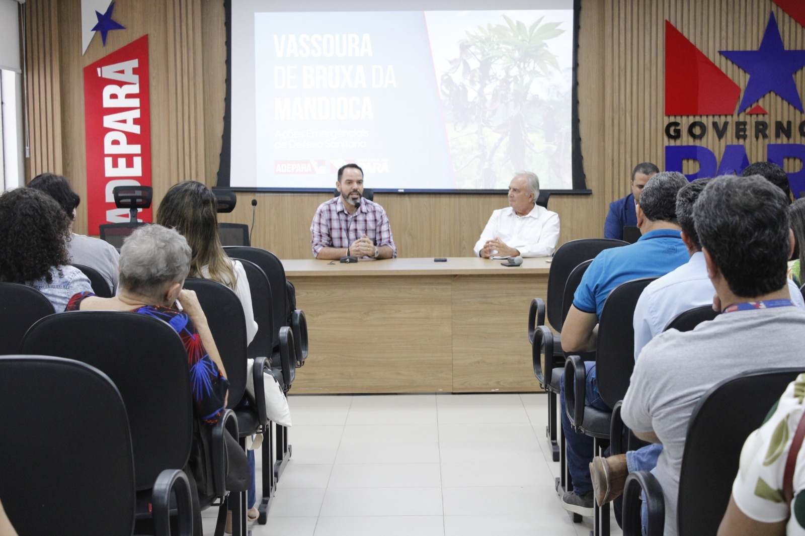 Adepará apresenta ações emergenciais contra a vassoura de bruxa da mandioca