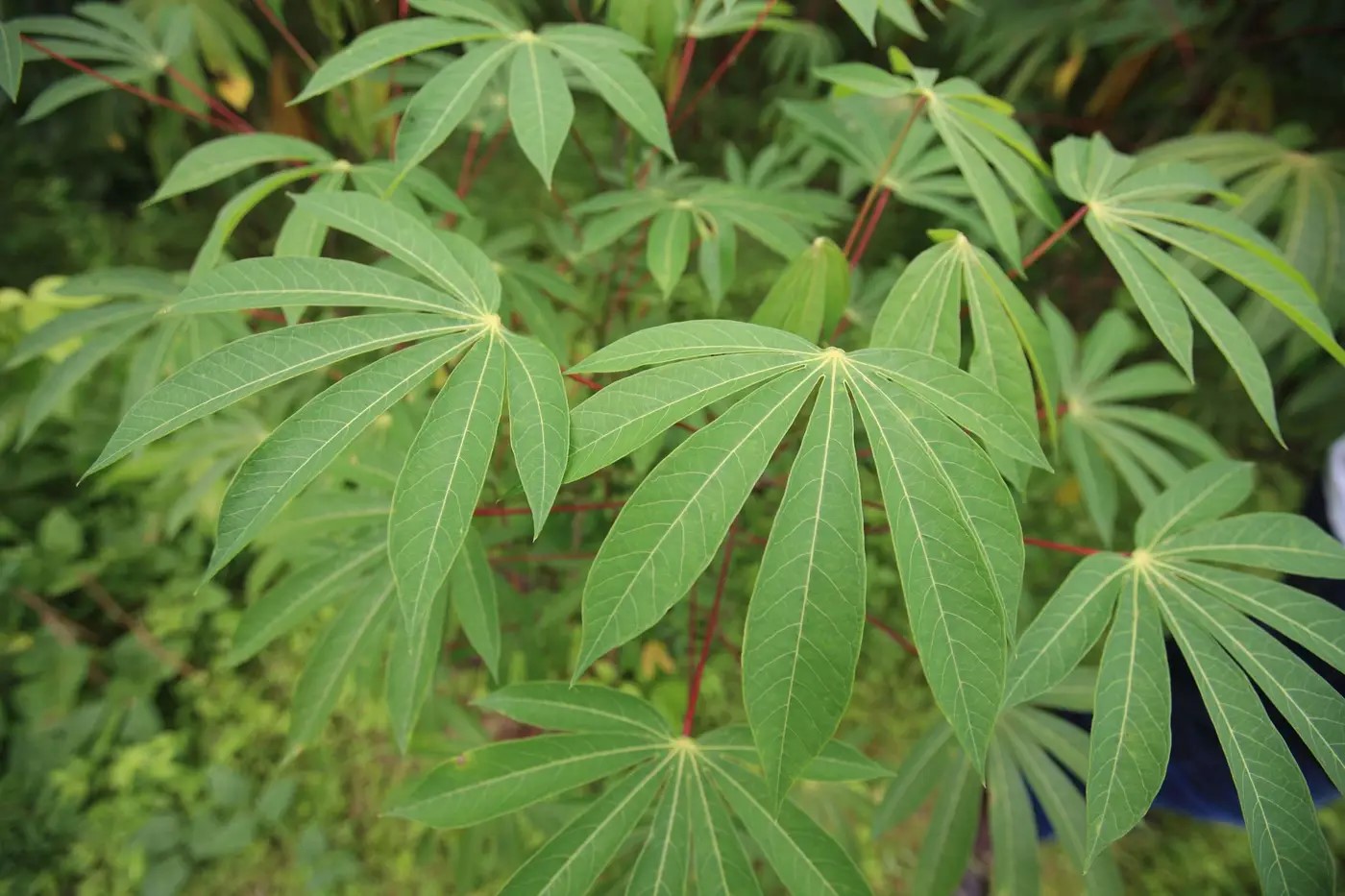 plantação de mandioca