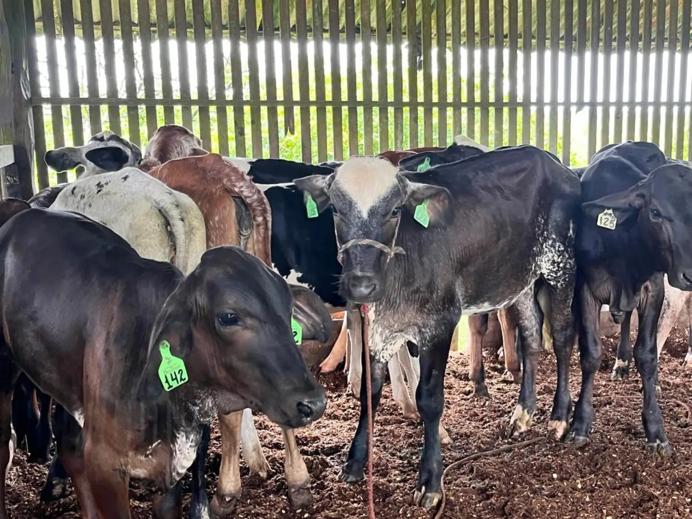 rebanho da fazenda