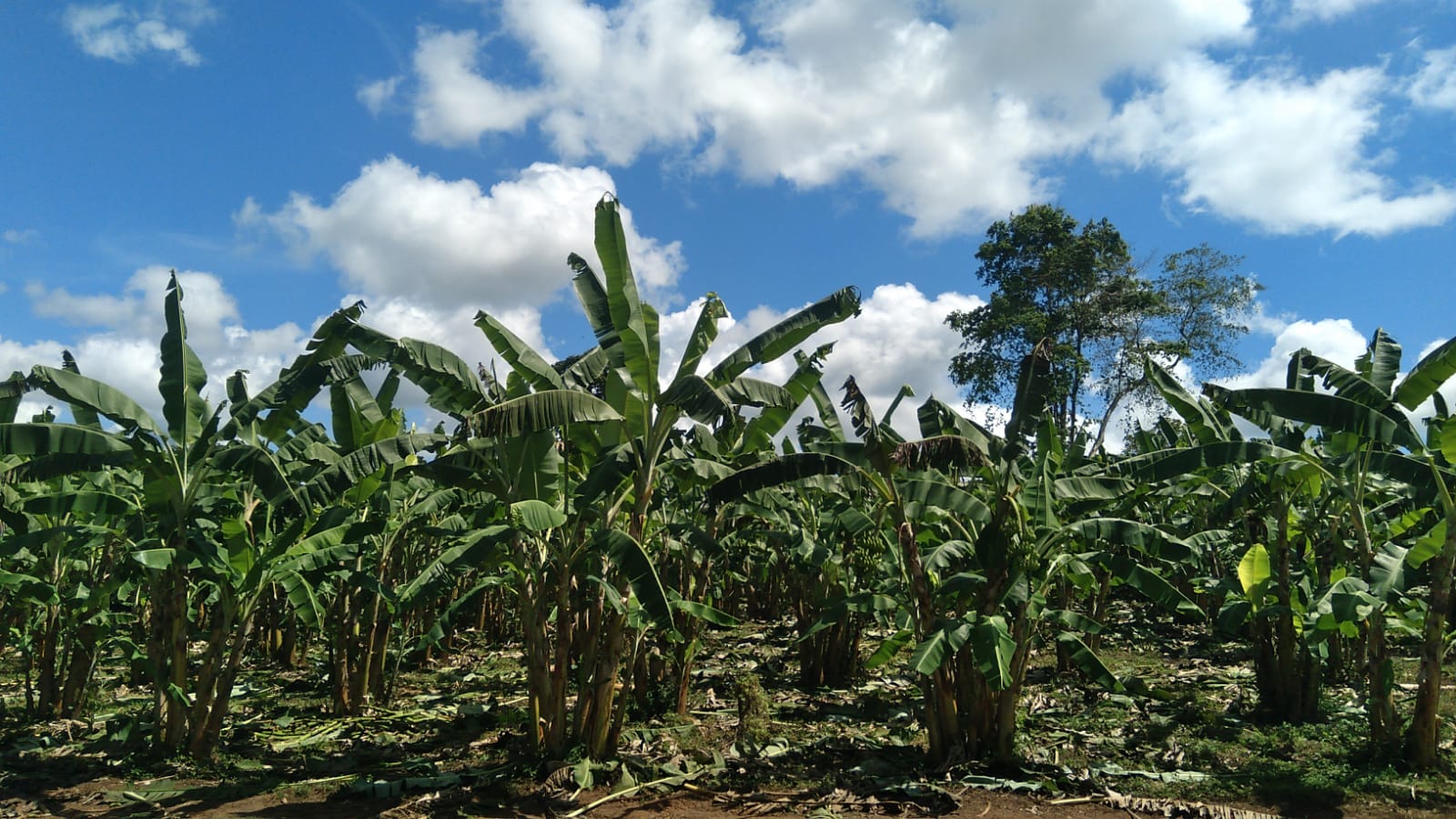 plantação de banana