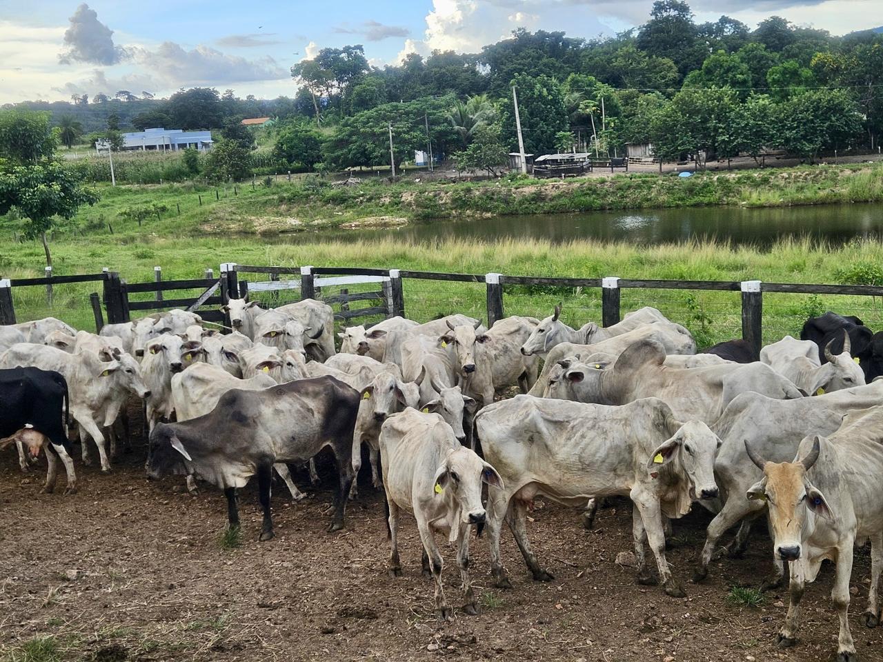 Rastreabilidade - SRBIPA