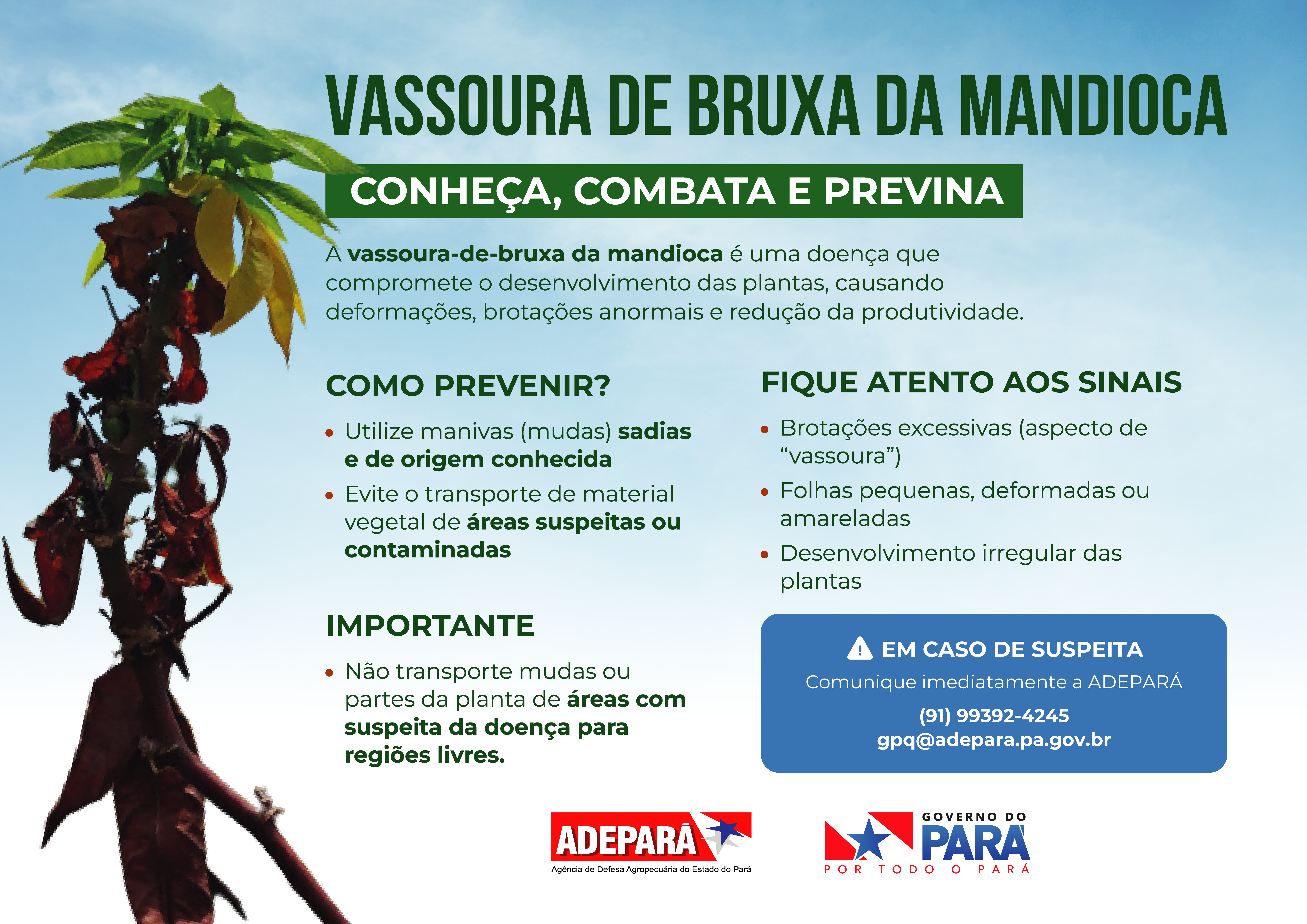 folder Vassoura