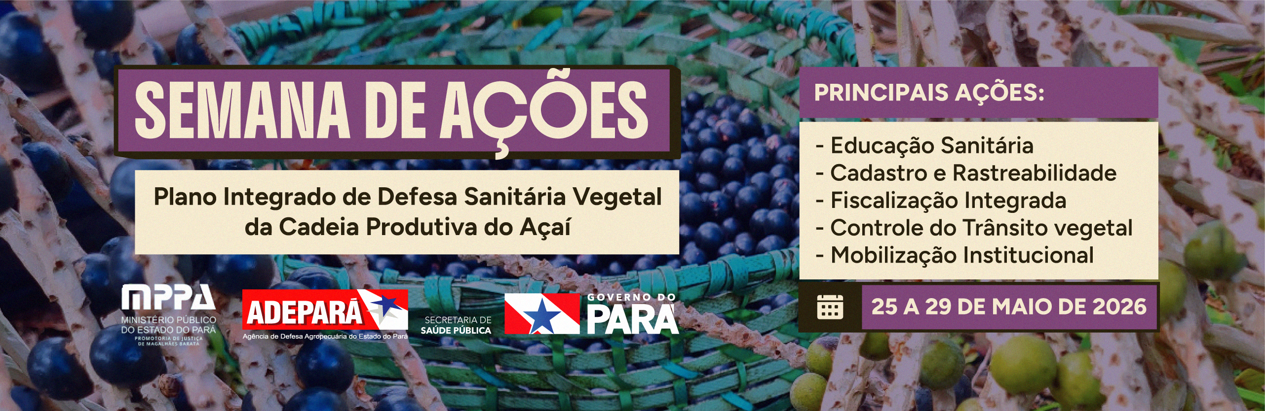 Boas Práticas do Açaí