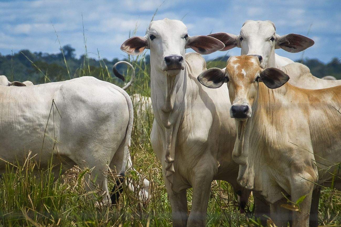 Rebanhos vão ter cadastro atualizado em todo o território paraense, medida é obrigatória para produtores rurais