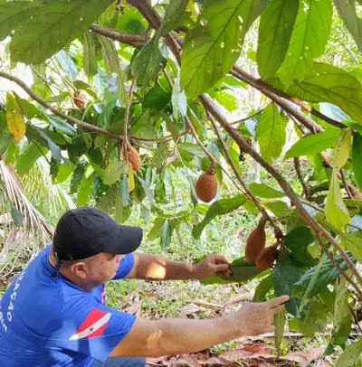 AGENTE CHECANDO PLANTAÇÃO