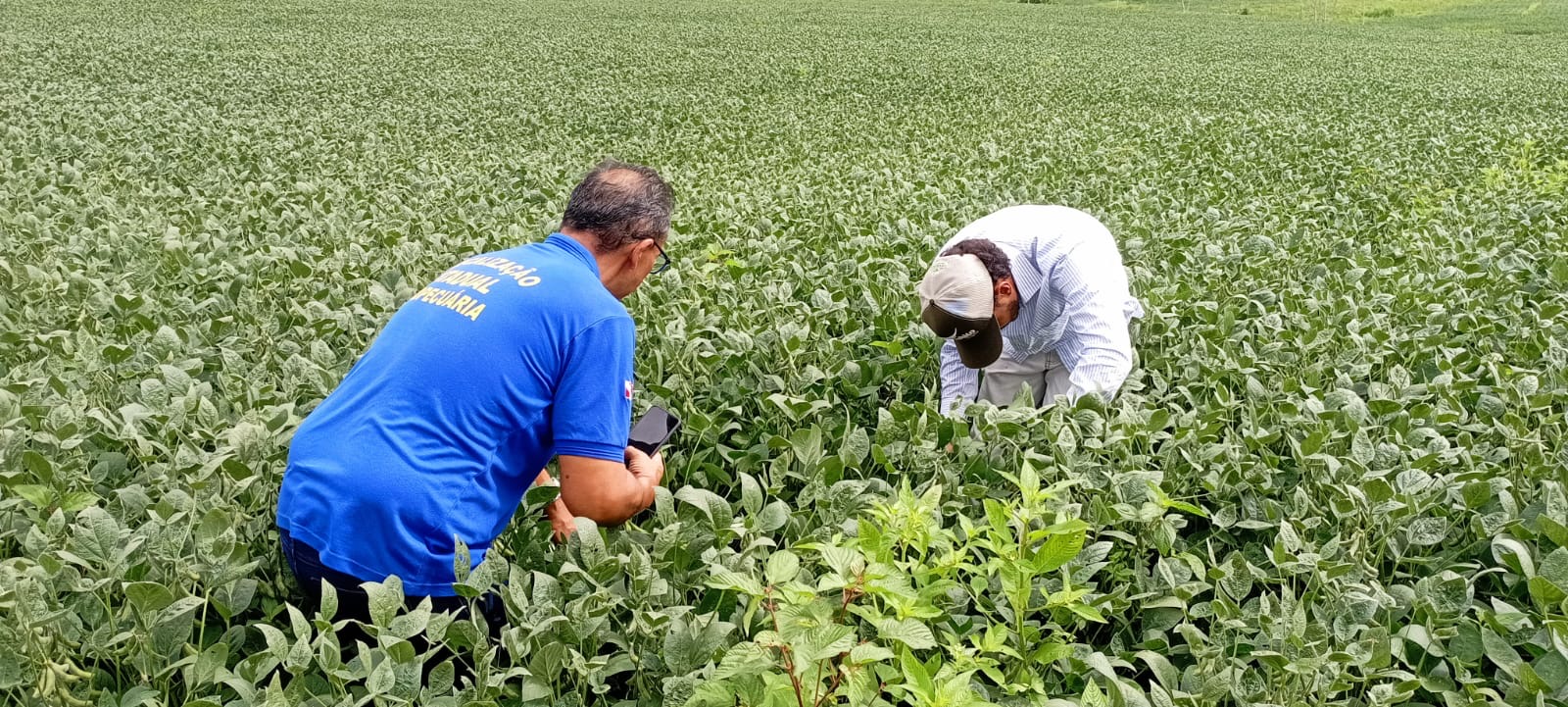 Inspeção em plantio de soja 