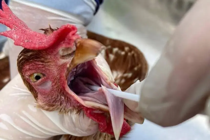 DIREITOS DOS ANIMAIS UMA VÍRGULA