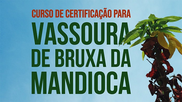 VASSOURA-DE-BRUXA-PLANTA_INFECTADA