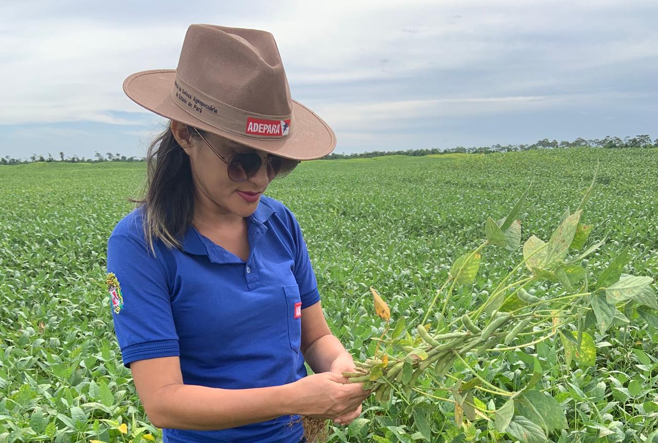 engenheiro agronomo - pss
