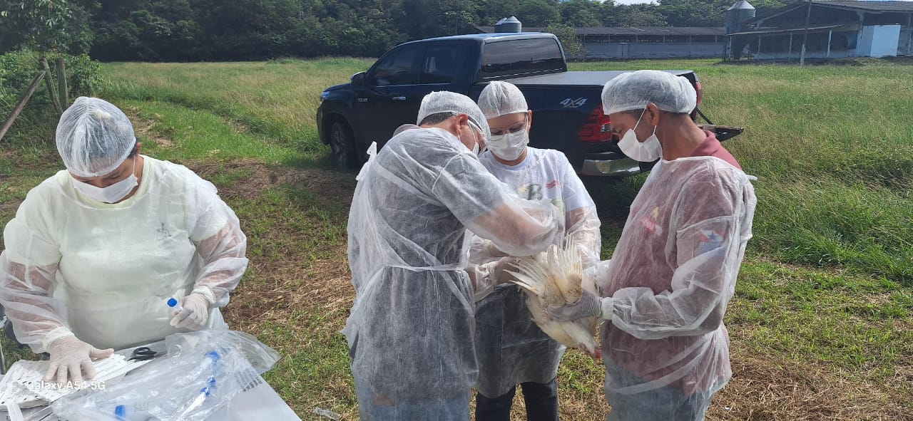 vigilância avícola