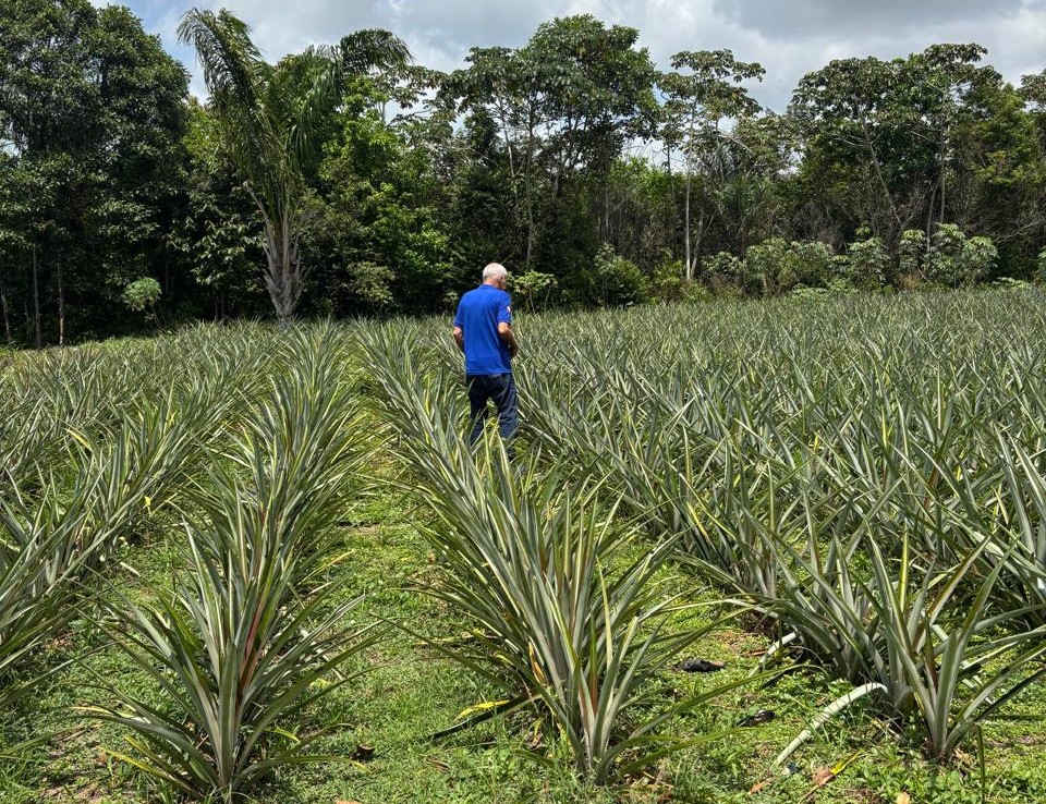 plantações de abacaxi