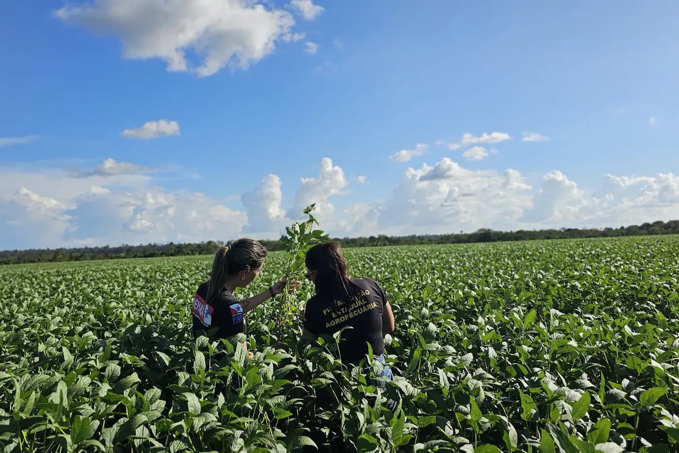 Servidoras em plantação de soja