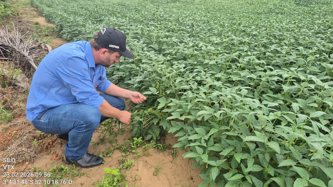 Fiscal da Adepará em plantação de soja