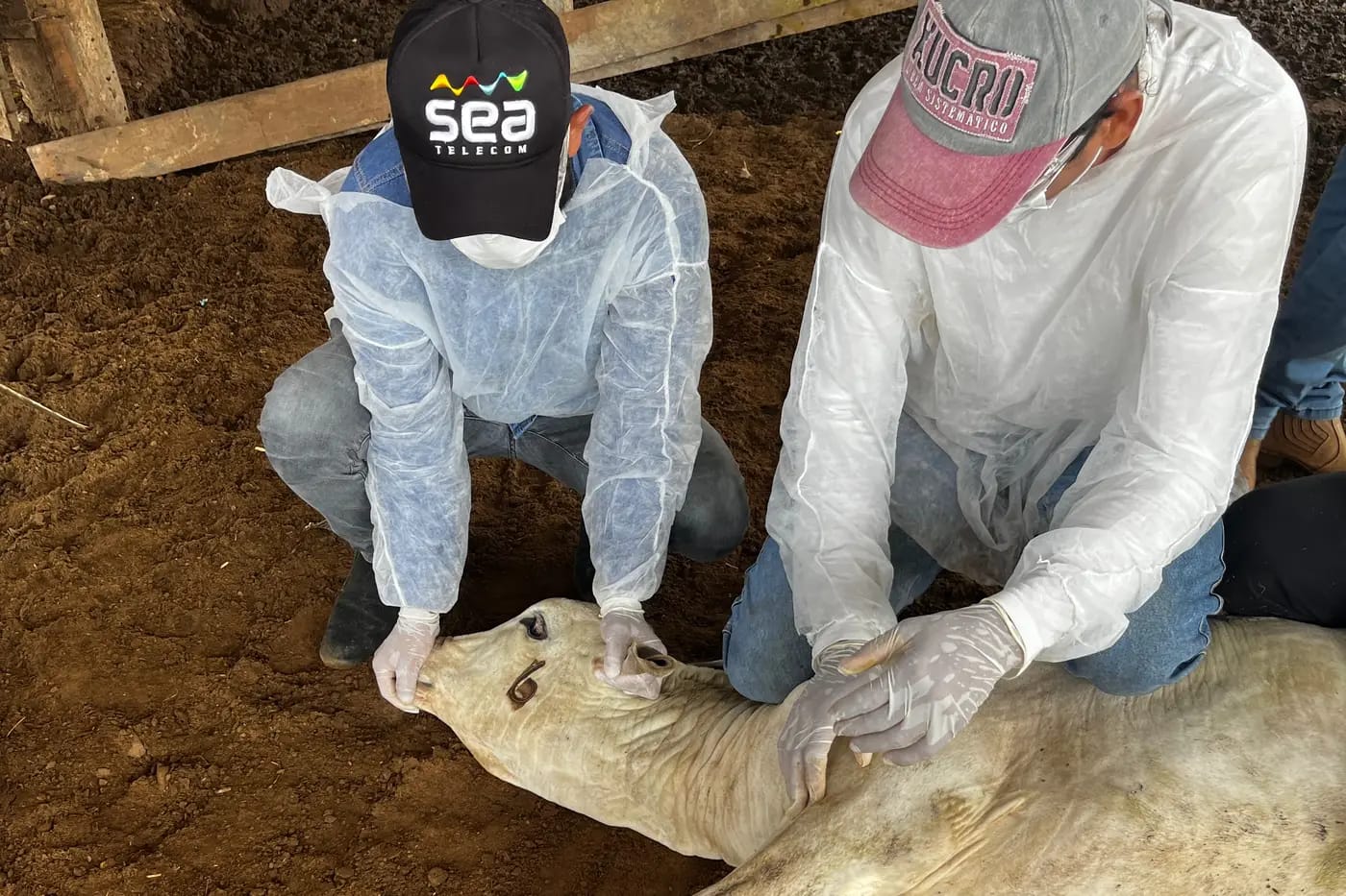 Capacitação Brucelose