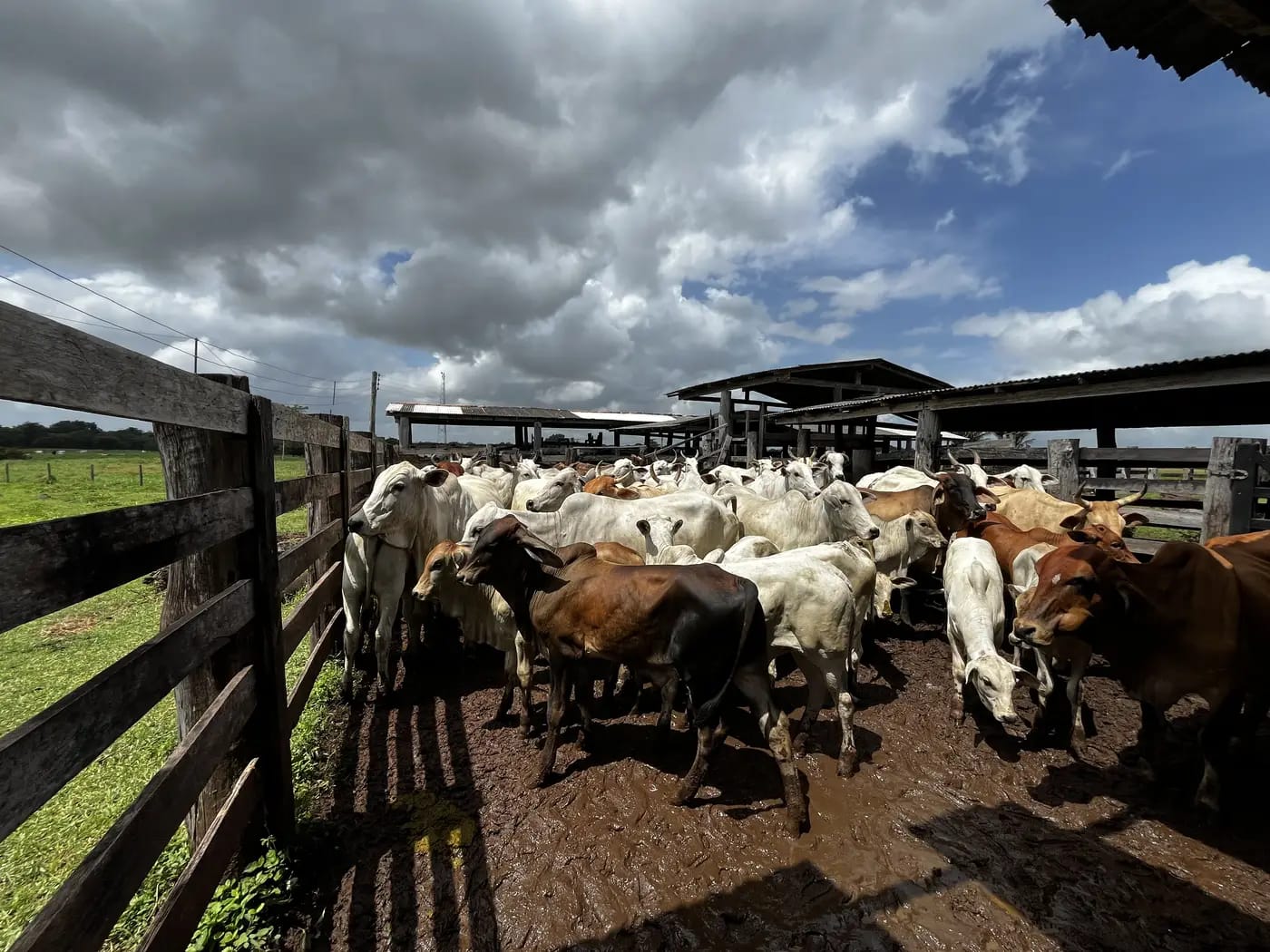 Curso de Capacitação Brucelose