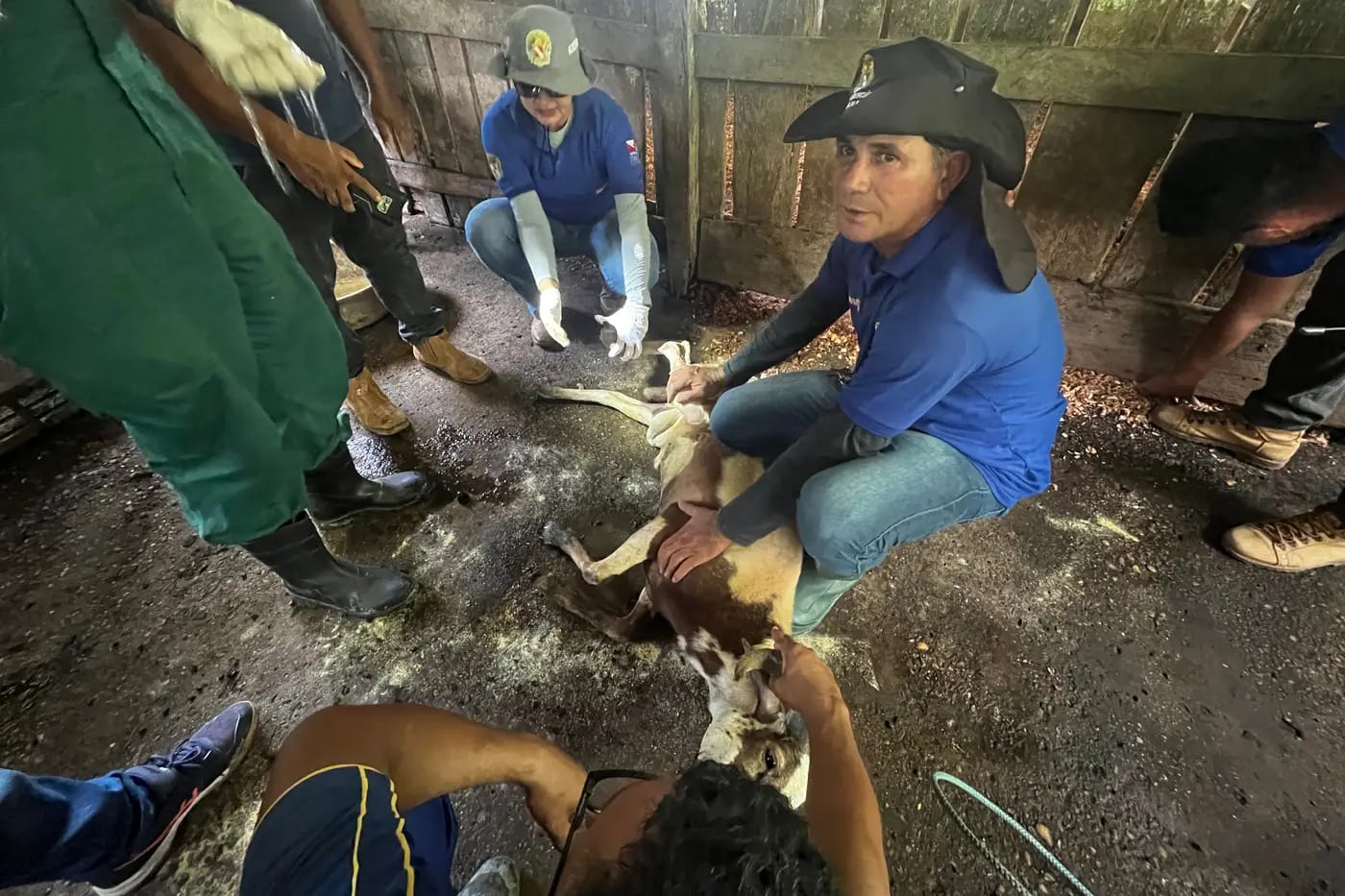 Equipe da Adepará em treinamento para casos de emergências zoosanitárias