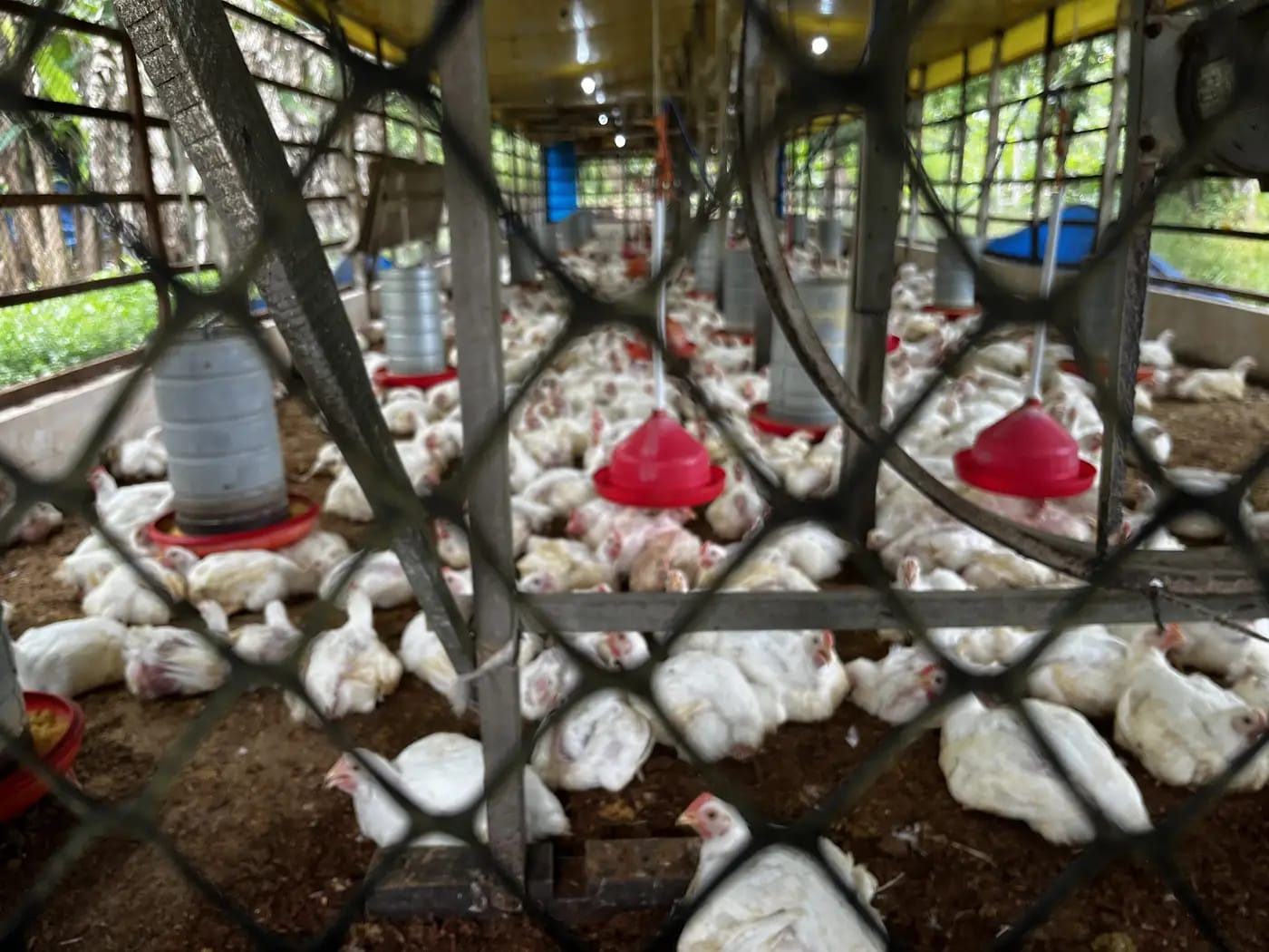 Equipe da Adepará em treinamento para casos de emergências zoosanitárias