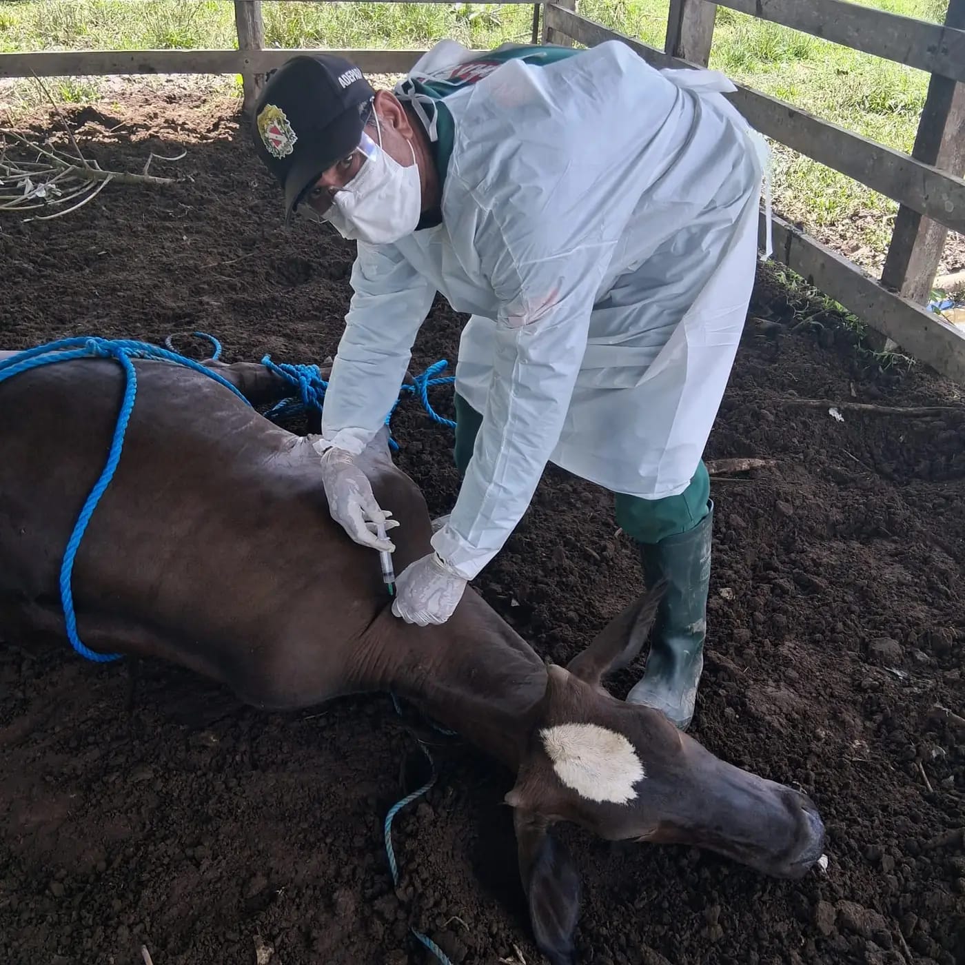 Vacinação e Vigilância Sanitária em Anajás