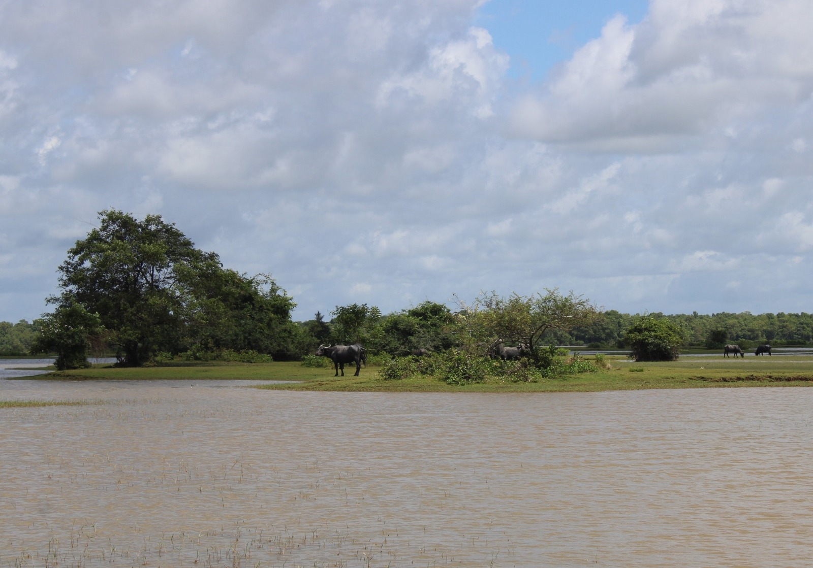 Ilha do Marajó