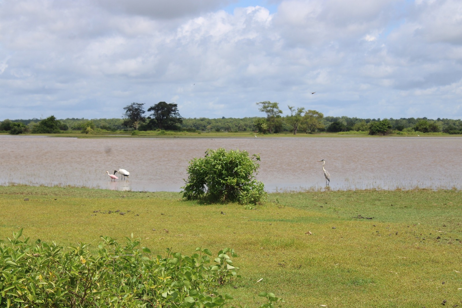 Ilha do Marajó