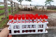 coleta de amostras para verificar ausência do vírus da febre aftosa