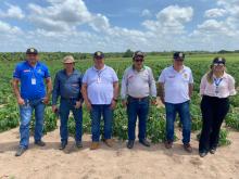 representantes do estado de alagoas visitam plantação de mandioca e casas de farinha 