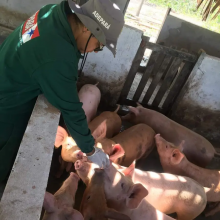 AGENTE DA ADEPARÁ TOCANDO PORCOS DE UM CRIADORO