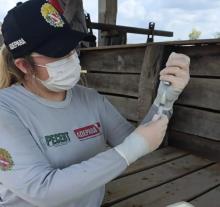 veterinário manuseando a vacina