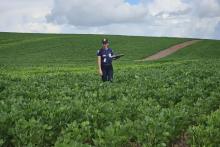 Servidora em plantação de soja