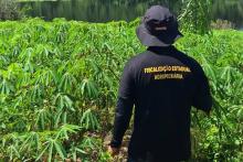 Monitoramento de pragas